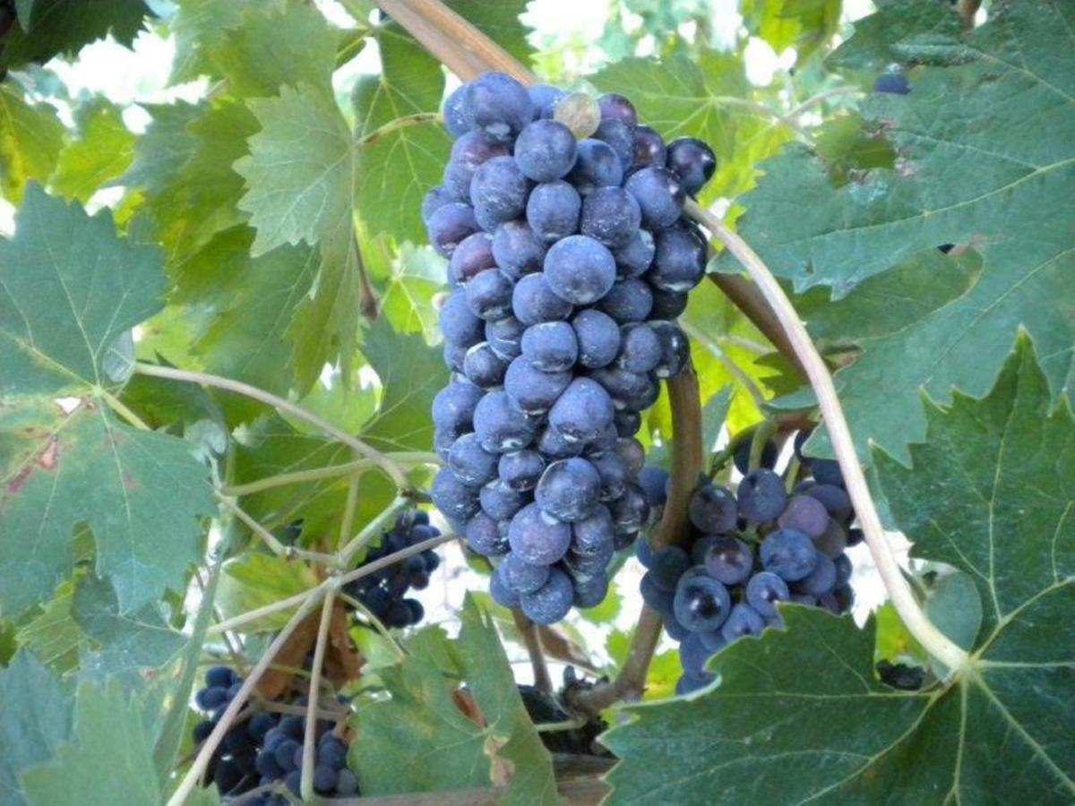 Agriturismo Il Melo Valfabbrica Εξωτερικό φωτογραφία