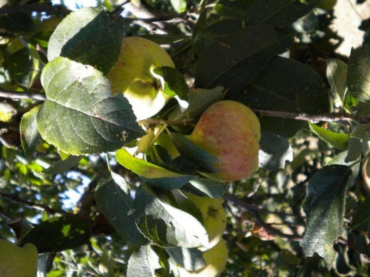 Agriturismo Il Melo Valfabbrica Εξωτερικό φωτογραφία