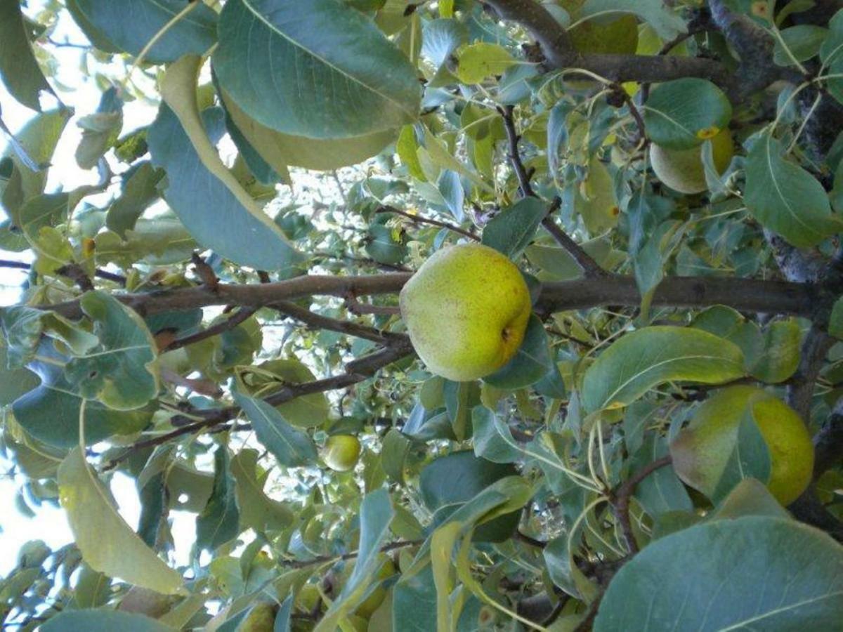 Agriturismo Il Melo Valfabbrica Εξωτερικό φωτογραφία